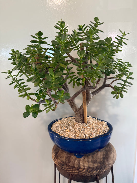 Jade Character - 8in Large Ceramic Pot