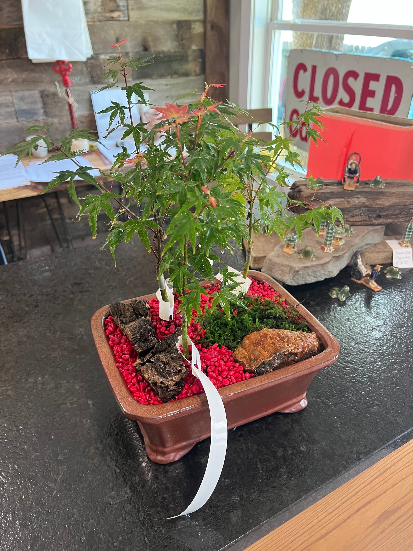 Japanese Maple Trio - Large Ceramic Pot
