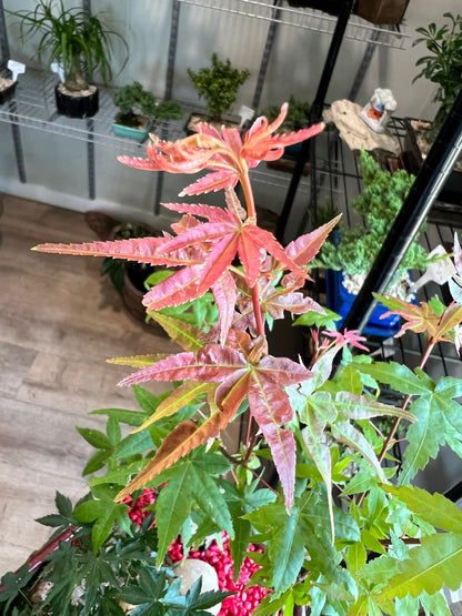 Japanese Maple Trio - Large Ceramic Pot
