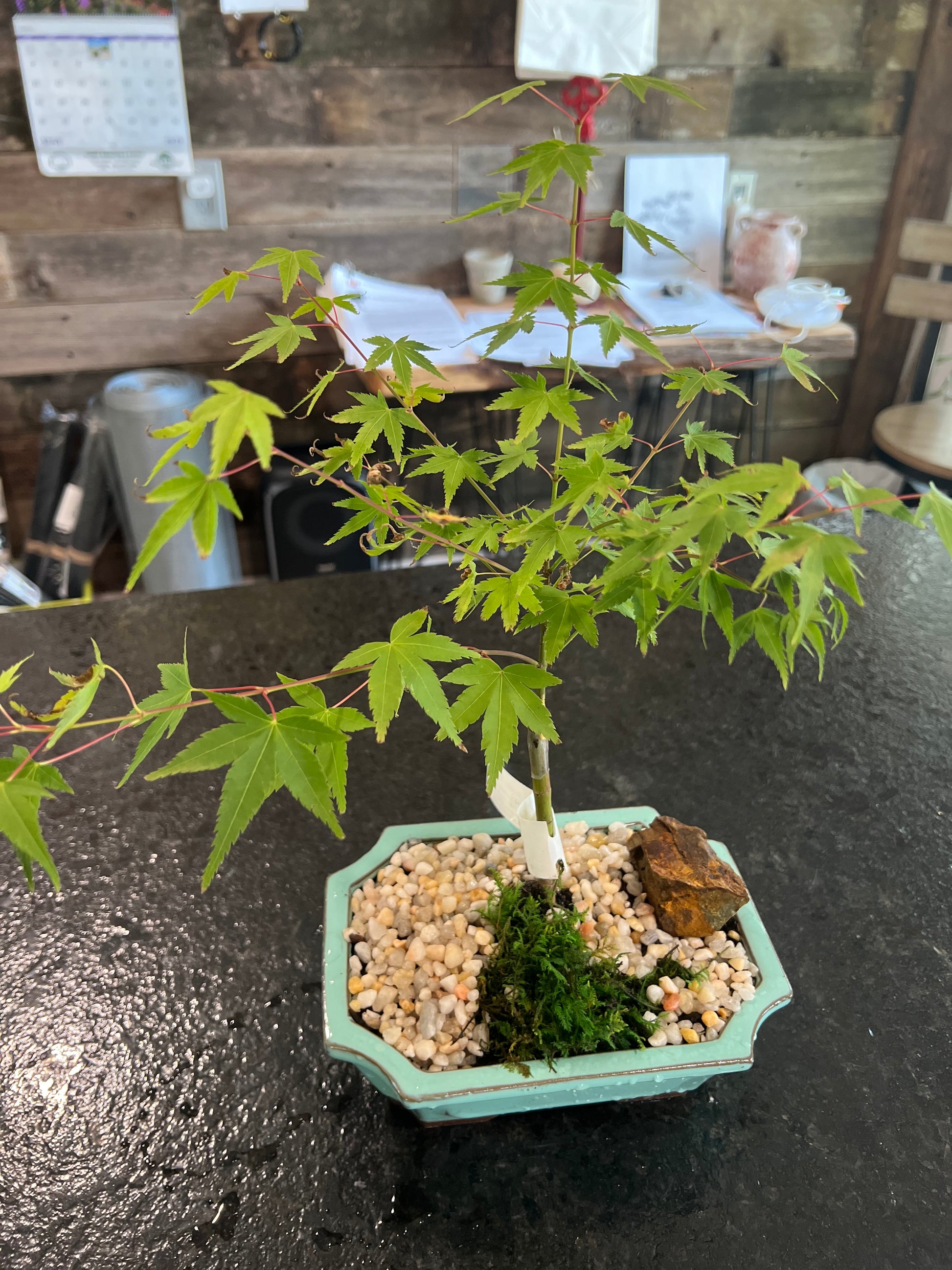 bonsai tree ceramic pot Kiyohime Japanese Maple