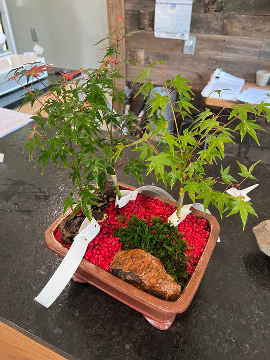 Japanese Maple Trio - Large Ceramic Pot
