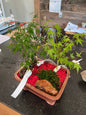 Japanese Maple Trio - Large Ceramic Pot