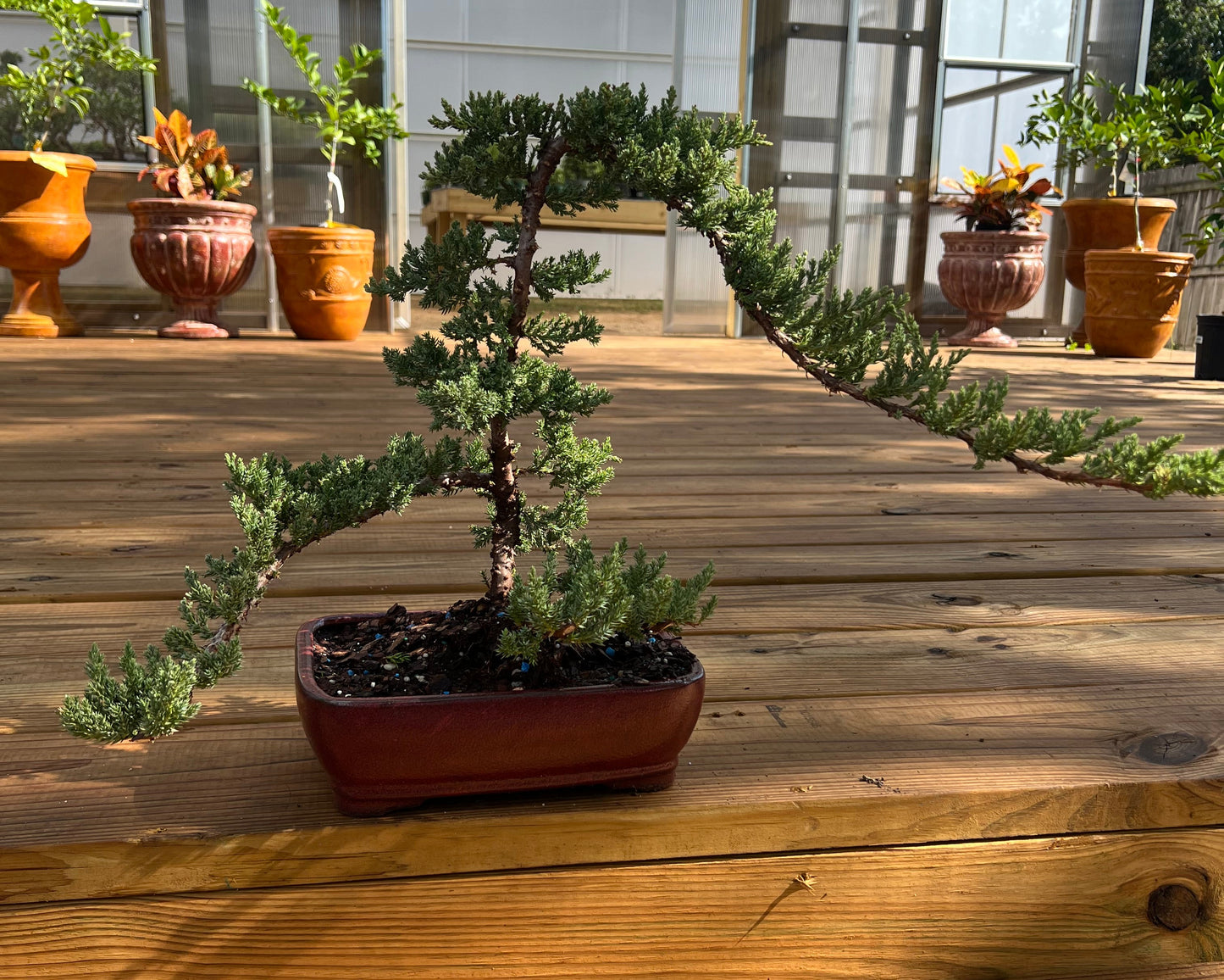 Juniper - 10in XL Glazed Ceramic Pot