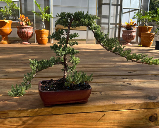 Juniper - 10in XL Glazed Ceramic Pot