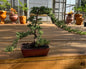 Juniper - 10in XL Glazed Ceramic Pot