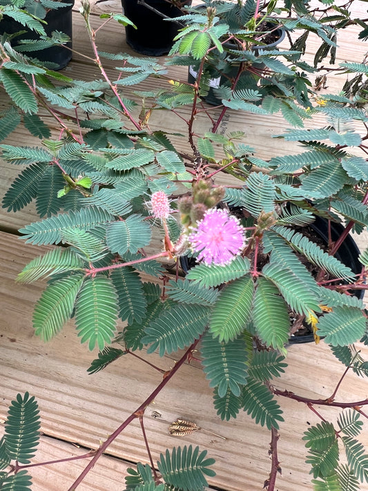 Mimosa - 6in Nursery Pot