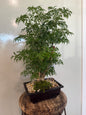Ming Aralia - 6in Stump Plastic Pot