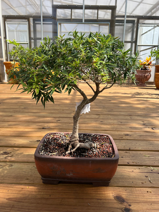 Ficus Nerifolia - 17in Unglazed Pot Design