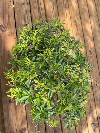 Ficus Nerifolia - 17in Unglazed Pot Design