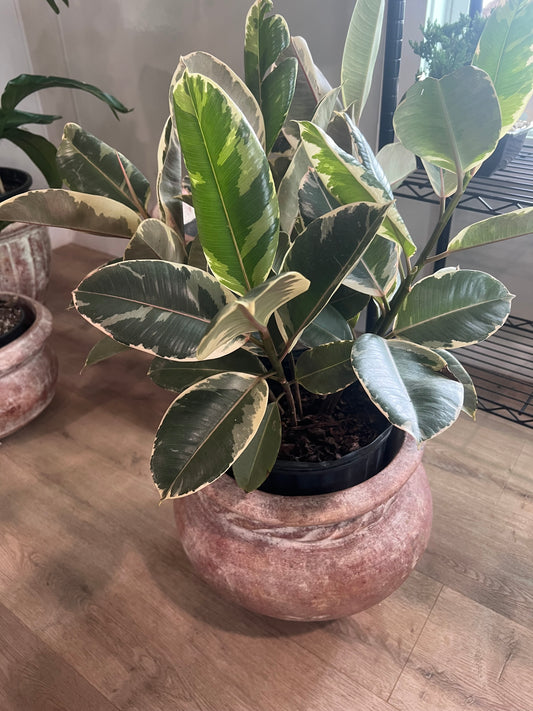 Rubber Bush 10in