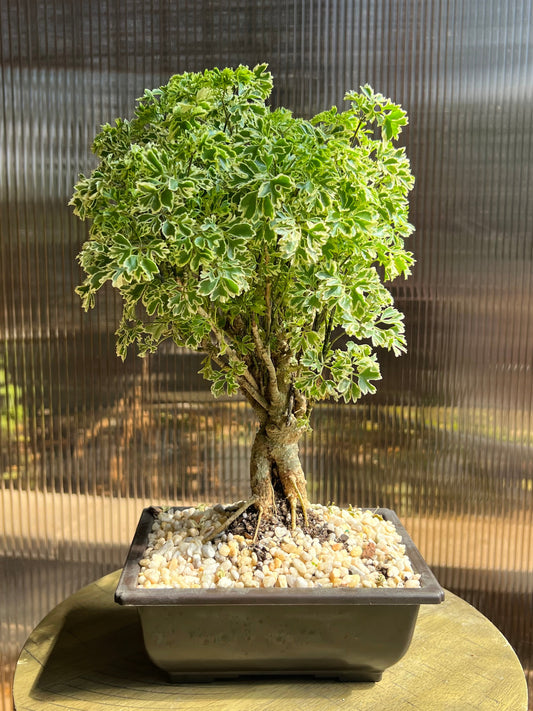 Ming Aralia Gold (Snowflake) - 6in Plastic Bonsai Pot