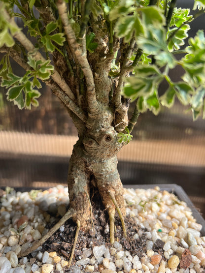 Ming Aralia Gold (Snowflake) - 6in Plastic Bonsai Pot