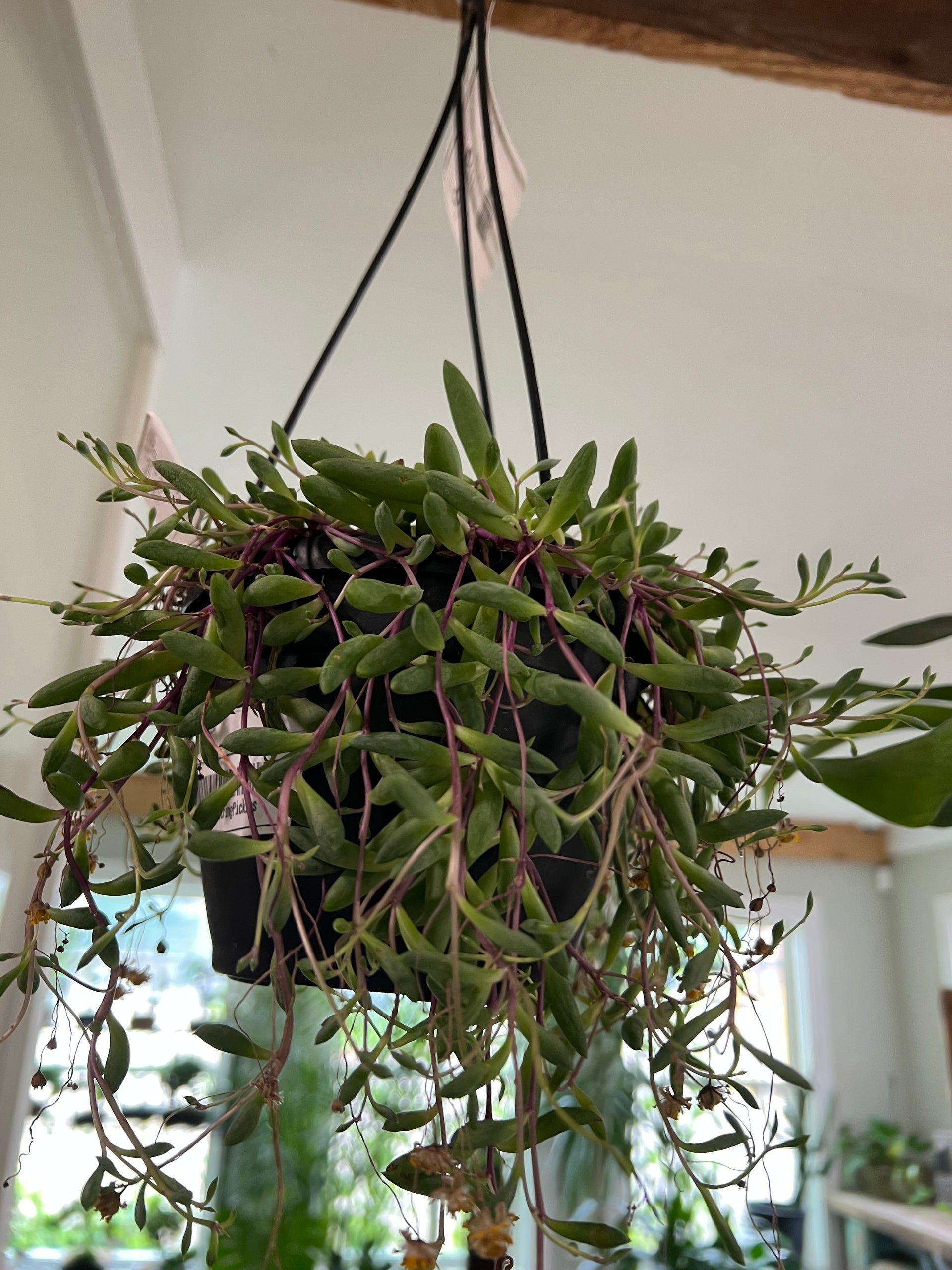 purple string succulent String Of Pickles