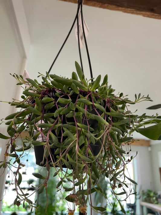 String Of Pickles - 6in Hanging