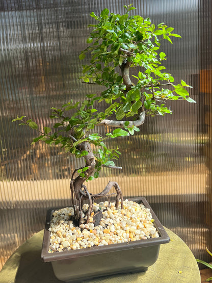 Sweet Plum Syled Import (Sageretta Theezan) - 6in Plastic Bonsai Pot