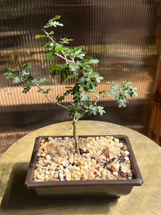 Texas Ebony (Pithecellobium Flexicaule) - 4in Plastic Bonsai Pot