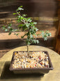 Texas Ebony (Pithecellobium Flexicaule) - 4in Plastic Bonsai Pot