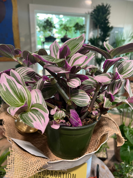 Tradescantia - 6in Unpotted
