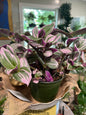 Tradescantia - 6in Unpotted