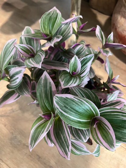 Tradescantia - 6in Unpotted