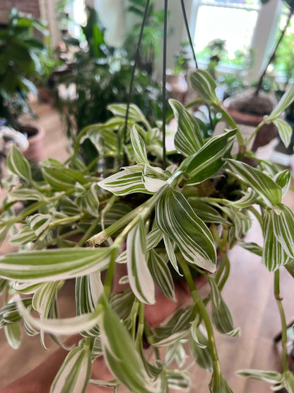 Tradescantia - 6in Hanging