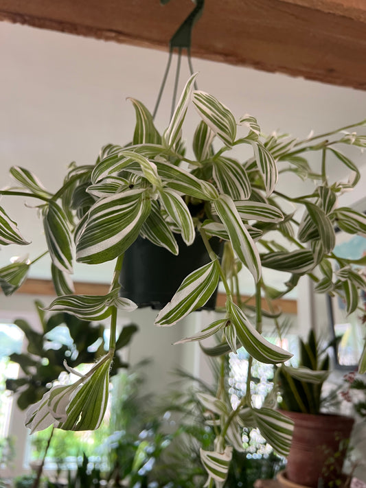 Tradescantia - 6in Hanging