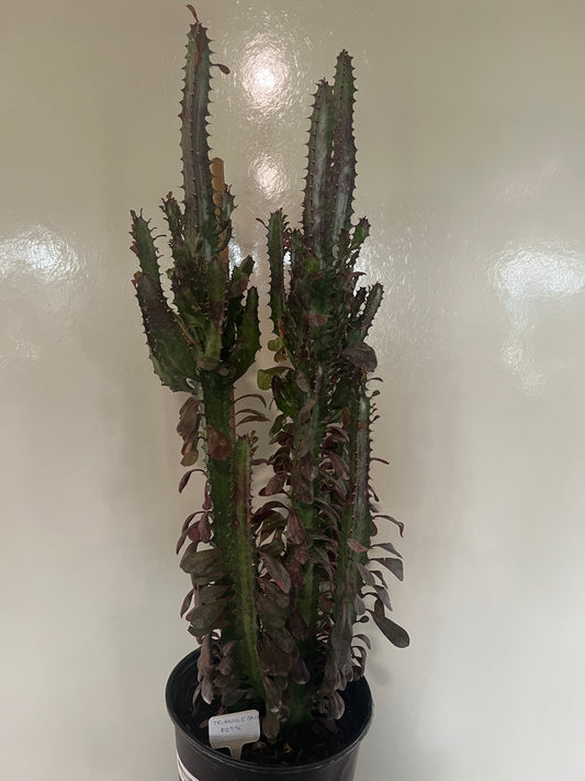 Triangle Cactus - 10in (Acanthocereus Tetragonus)