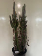 Triangle Cactus - 10in (Acanthocereus Tetragonus)