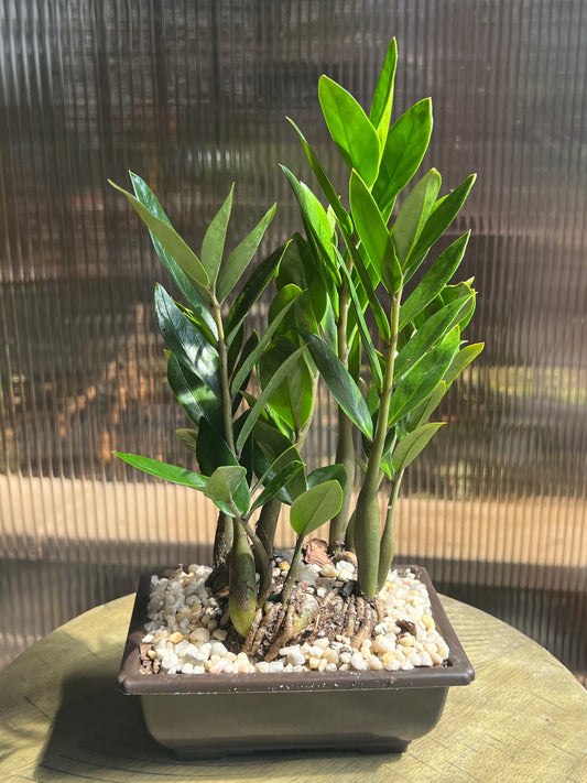 Zamioculcas Zamifolia 'ZZ' - 4in Plastic Bonsai Pot