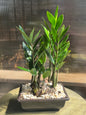 Zamioculcas Zamifolia 'ZZ' - 4in Plastic Bonsai Pot
